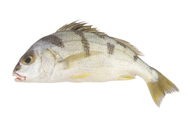 Saddle grunt fish isolated on white