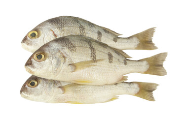 Saddle grunt fish isolated on white background, Pomadasys maculatus