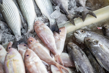 Fresh sea fish sell in fishery market