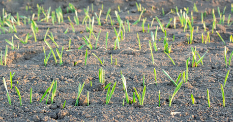 Wheat or barley growing in the field, agriculture and rows of sprouted grain at dawn.