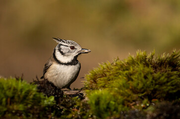 Cute Crested Tit in autumn landscape
