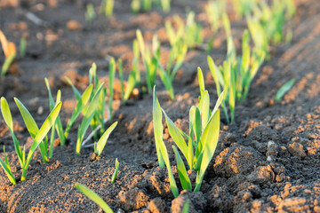 Rows of young barley in soil on field. Growing of cereals.