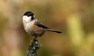 Small Willow Tit in autumn forest