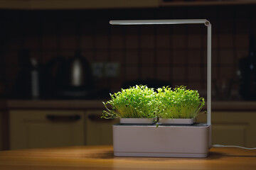Lamp for growing homegrown microgreens. Microgreens are a source of useful microelements and vitamins on a kitchen background.
