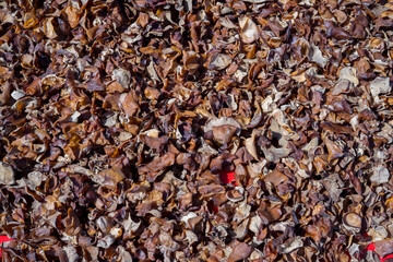 Dry of wood ear mushroom or Auricularia polytricha or Hirneola polytricha is an edible jelly fungus. It grows on tree in mountainous regions, and is often used in Asian cooking.