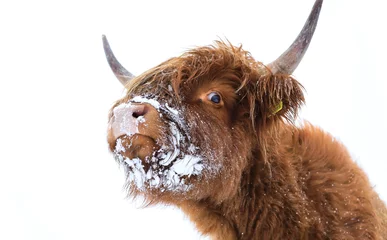 Papier Peint photo autocollant Highlander écossais scottish highland cow