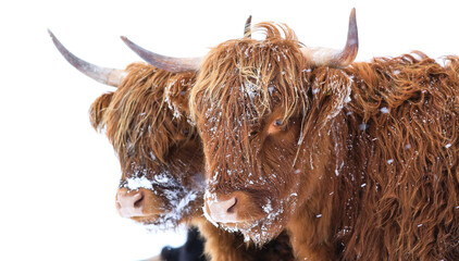 scottish highland cow