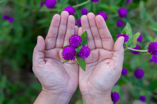 Globe amaranth or Gomphrena globosa in woman hand on blurred colorful nature background.