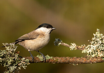 Common Marsh Tit in the forest background