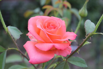 Large pink rose flower in the city park.