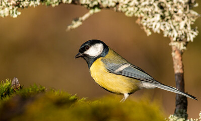 Great Tit in autumn forest