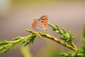 植物に止まる蝶