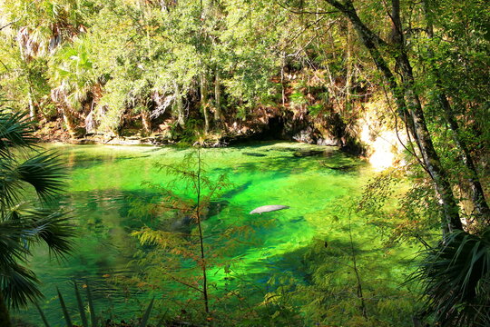 Manatees In Blue Spring State Park In Florida