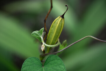 庭の緑の植物