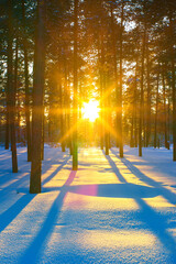 Winter landscape. Winter forest in the rays of the setting sun