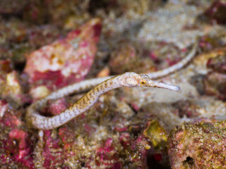 Longsnout stick pipefish on rubbles (Mergui archipelago, Myanmar)
