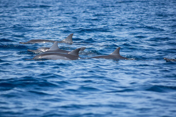 View of a group of wild dolphins