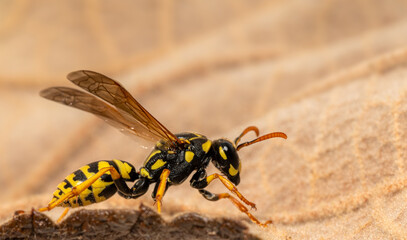 Side view of a crawling field wasp on the leaf margin