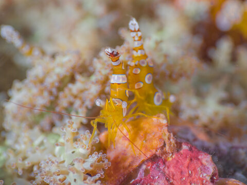 Squat shrimp with Fire anemone (Mergui archipelago, Myanmar)