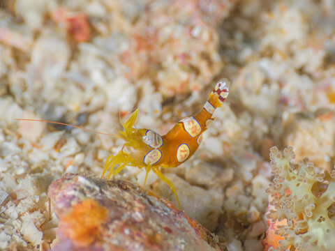 Squat shrimp with Fire anemone (Mergui archipelago, Myanmar)