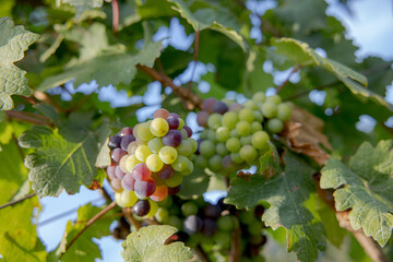 Young and Ripe grapes on vine at wineyard before harvesting