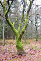 Bemooster Baum auf einer Lichtung