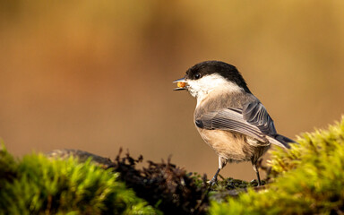 Obraz premium Common Marsh Tit in the forest background