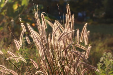 Close up Grass flowers on sunlight in the morning