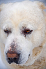 Portrait of a large white dog, a Central Asian Shepherd, on a cloudy winter day.Focus on the eyes.