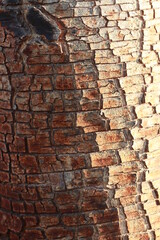 Close up Broken tree bark in the garden