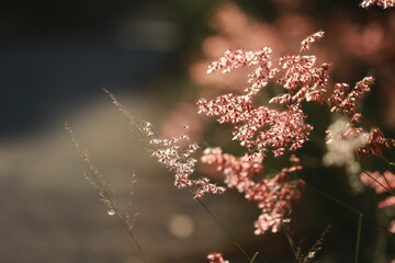 Close up Grass flowers on sunlight in the morning