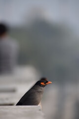 Myna, Kabar, Nature