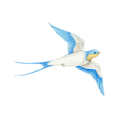 Watercolor swallow on white background. Flying  bird cartoon.