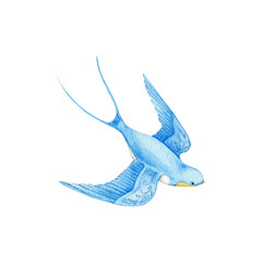 Watercolor swallow on white background. Flying  bird cartoon.