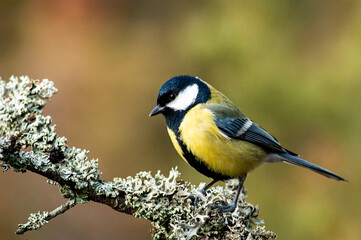 Great Tit in autumn forest