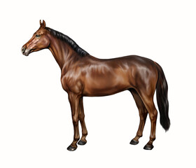 The horse (Equus ferus caballus)