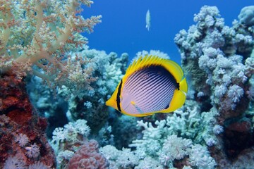 Fototapeta na wymiar Beautiful underwater scene with coral reef and Blackbacked butterflyfish (Chaetodon melannotus)