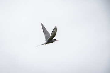 Common Tern or arctic tern in flight, Ice Land