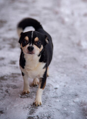 A small black and white dog runs through fresh snow on a cloudy winter day.