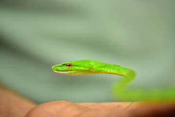 Beautiful tree green snake coiled on a branch.
