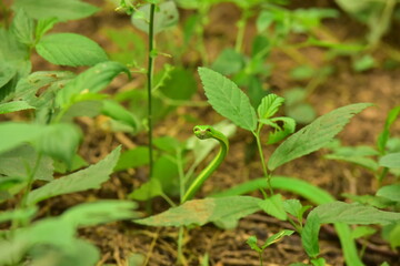 Bamboo pit viper
Green pit viper



