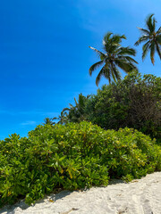 Fototapeta na wymiar Green bushes, palms and blue sky at Gabi beach, Zanzibar. Copy space