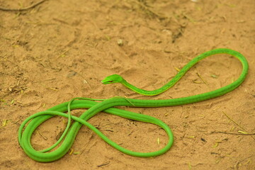 Fototapeta na wymiar Snake on land with biting poses