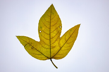 Close up of transparent leaf of Passiflora on white background