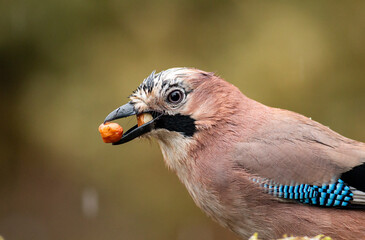 Jay sitting and eating different nuts