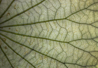 Transparent  lotus leaf
