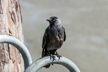 Western Jackdaw (Corvus monedula) in park, Husum, Schleswig-Holstein, Germany