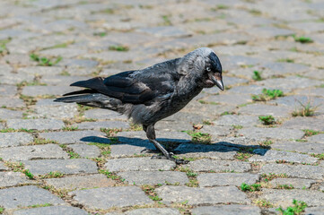 Western Jackdaw (Corvus monedula) in park, Husum, Schleswig-Holstein, Germany