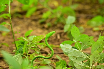Snake on land with biting poses