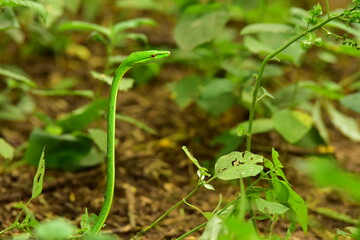 bamboo pit viper,
green pit viper